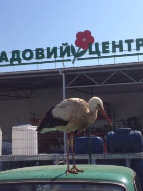 На парковці одного з гіпермаркетів Ужгорода оселився лелека – 06