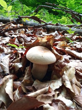 Грибний сезон на Закарпатті: відомо, в яких районах уже збирають лісові трофеї – 10