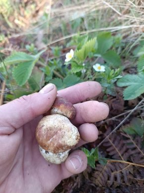 «Весняне диво»: у Карпатах розпочався сезон білих грибів – 04