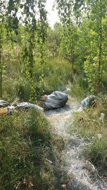 Мертвих свиней викидують на узбіччя міжнародної траси? – 02