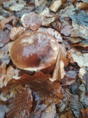 Зима грибам не перепона: закарпатці хизуються щедрим грибним "уловом" – 01