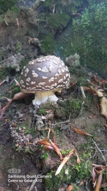 Закарпатці діляться світлинами своїх грибних знахідок – 09