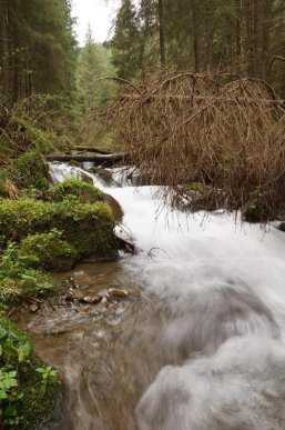 У гірські річки Рахівщини випустили понад 15 тисяч мальків форелі – 05