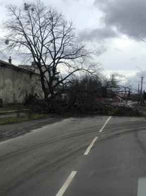 У Мукачеві на дорогу впало дерево і перекрило рух – 01