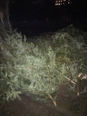 В Ужгороді на одному з ринків сотні ялинок кинули просто неба – 02