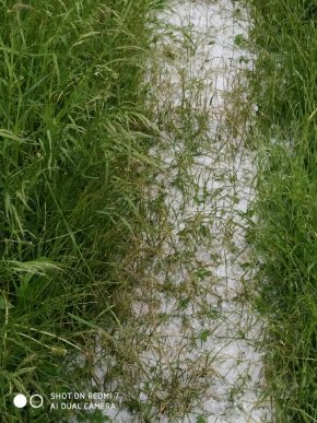 Одне із сіл Закарпаття сьогодні засипало градом – 12