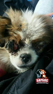 Через людські знущання собака залишилася без очей – 03