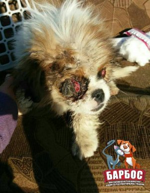 Через людські знущання собака залишилася без очей – 01