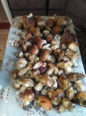 Грибний бум на Закарпатті: де зараз збирають найбільше грибів – 30