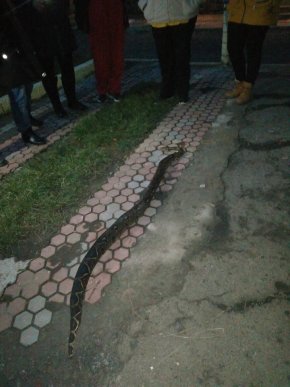 У Хусті на вулиці вбили величезну змію – 01 У Хусті на вулиці вбили величезну змію – 01