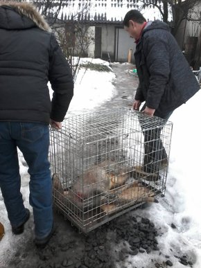 У Мукачеві рятували поранену косулю – 02 У Мукачеві рятували поранену косулю – 02