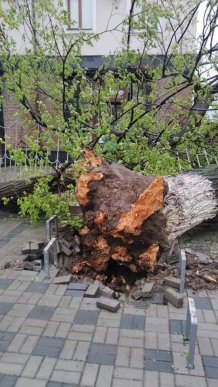 У Мукачеві шквальний вітер повалив дерева  – 06