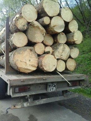 Мукачівські патрульні затримали п’ять вантажівок із кругляком лісу – 02
