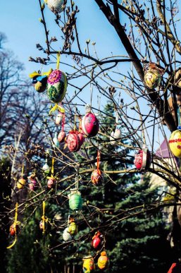 У Мукачеві з’явилося писанкове дерево – 07