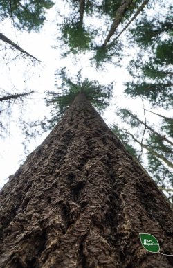 На Закарпатті росте найвище дерево у Східній Європі – 02