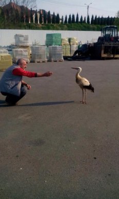 На парковці одного з гіпермаркетів Ужгорода оселився лелека – 07