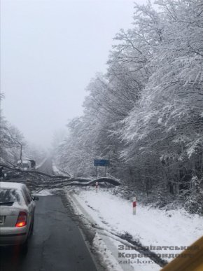 На об’їзній дорозі в Ужгороді дерево впало на дорогу та зупинило рух транспорту – 04