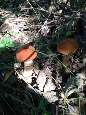 На Закарпатті киянин назбирав 114 кілограмів білих грибів – 08