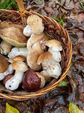 Грибний сезон продовжується: закарпатці діляться своїм «уловом» – 04