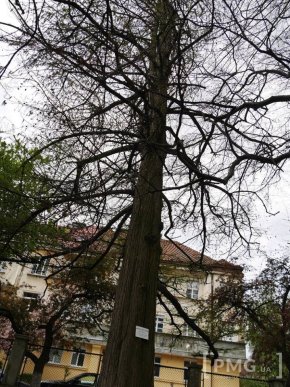 В Ужгороді чиновники посадили два екзотичні дерева – 19