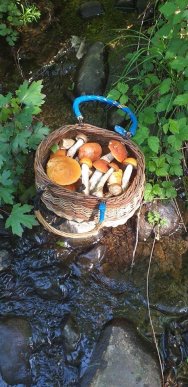 Грибний сезон: закарпатці діляться фотографіями із "тихого полювання" – 07