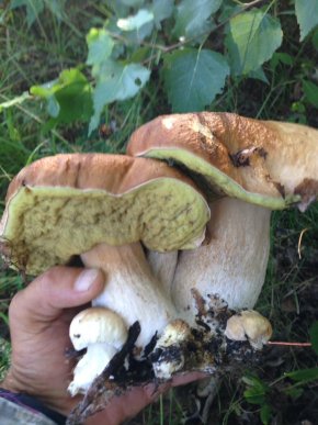 На Закарпатті киянин назбирав 114 кілограмів білих грибів – 12