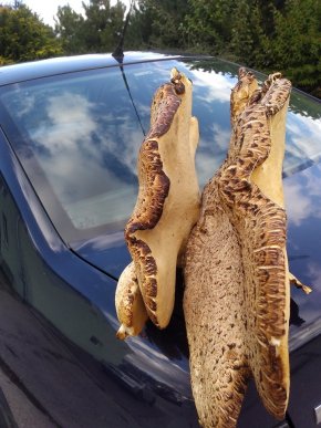 Закарпатець знайшов велетенський гриб – 04