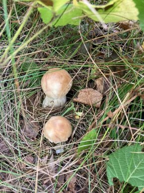 Грибний бум на Закарпатті: де зараз збирають найбільше грибів – 20