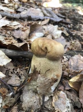 У кількох районах Закарпаття вже збирають гриби – 08