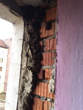 Під час ремонту у багатоповерхівці знайшли десятки кажанів – 04