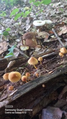 Закарпатці діляться світлинами своїх грибних знахідок – 10