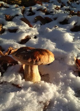 Закарпатець знайшов гриби у снігу – 01