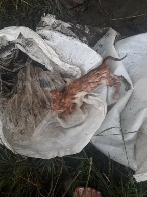 Шокуючий вчинок: на Закарпатті під час грози невідомі зав’язали у мішок кошенят і викинули на трасу – 02