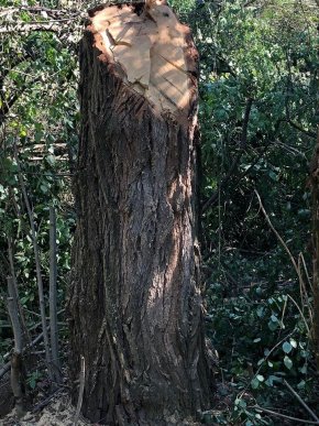 Екоінспектори розповіли, що виявили у природо-заповідному фонді на Закарпатті – 02