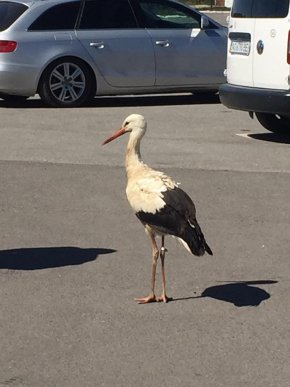 На парковці одного з гіпермаркетів Ужгорода оселився лелека – 04