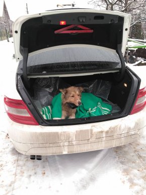 Знайшлися власники собак, які розчулили усе Закарпаття своєю вірністю – 03