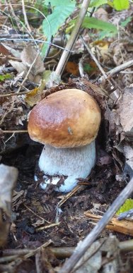 У лісах Закарпаття збирають щедрий грибний урожай – 21