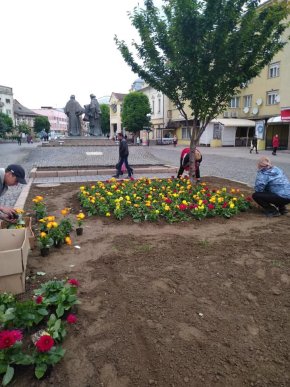 У центрі Мукачева висадили різнобарвні квіти – 04