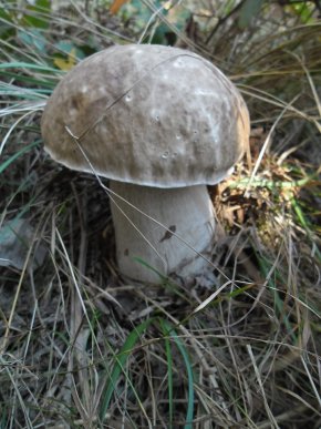 У лісах Закарпаття збирають щедрий грибний урожай – 29