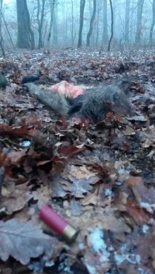 Закарпатці у лісі натрапляють на моторошні знахідки – 01