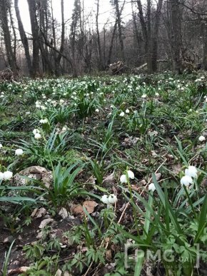 У селі на Мукачівщині галявини вкрились білим цвітом – 04
