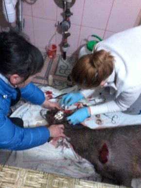 У Мукачеві рятували поранену косулю – 03 У Мукачеві рятували поранену косулю – 03