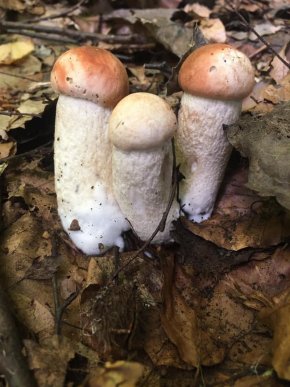 Грибний бум на Закарпатті: де зараз збирають найбільше грибів – 15