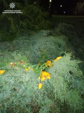 Патрульні піймали хлопця, який виривав квіти на клумбах – 01