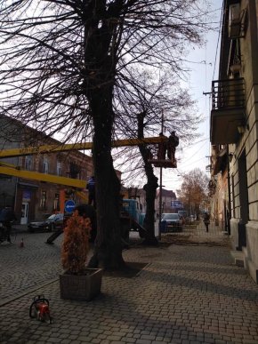 У центральній частині Мукачева обрізають дерева – 06