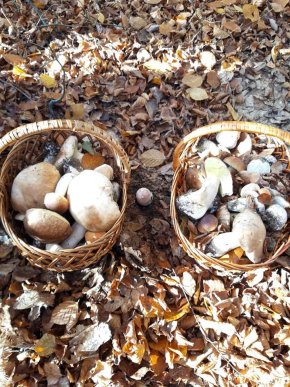 Знайшли 35 кг: закарпатці хизуються грибним врожаєм – 19