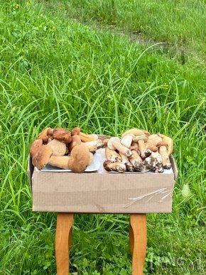 Грибний бум на Мукачівщині або як місцеві заробляють на дарах лісу – 05