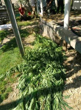 Закарпатець вирощував у теплиці плантацію конопель – 06