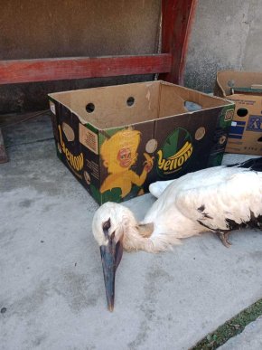 У Берегові врятували лелеченя, яке заплуталося у дротах – 02