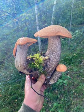 Грибний бум на Закарпатті: де зараз збирають найбільше грибів – 10